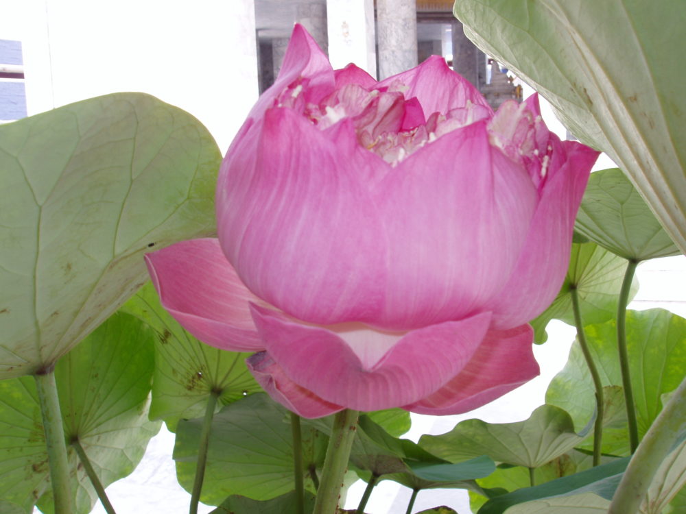 Pink lotus