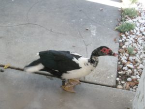 Dharma Duck waiting outside temple to listen to Dharma Discourses.