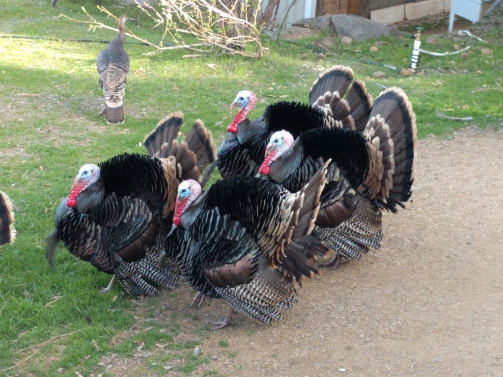 Wild Turkeys