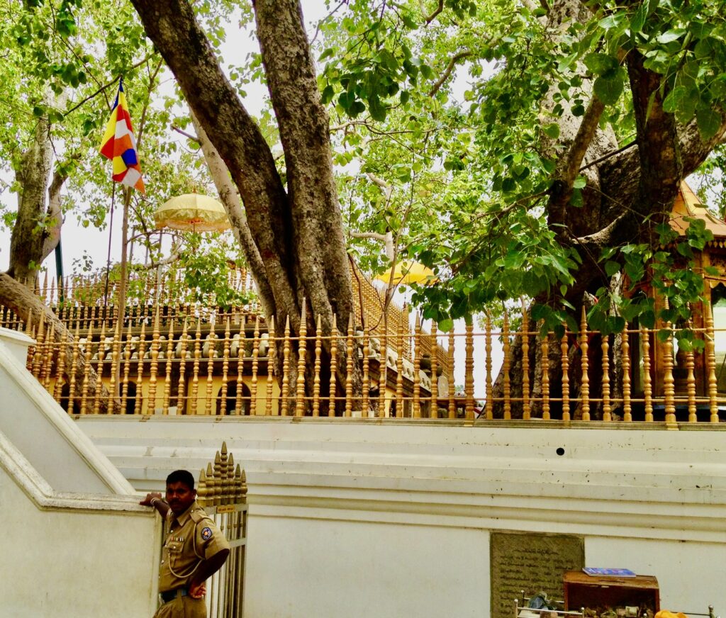 Ohoto of Sri Maha Bodhi Tree, Anuradhapura, Sri Lanka, November 13, 2012.