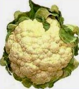 Photo of head of cauliflower.