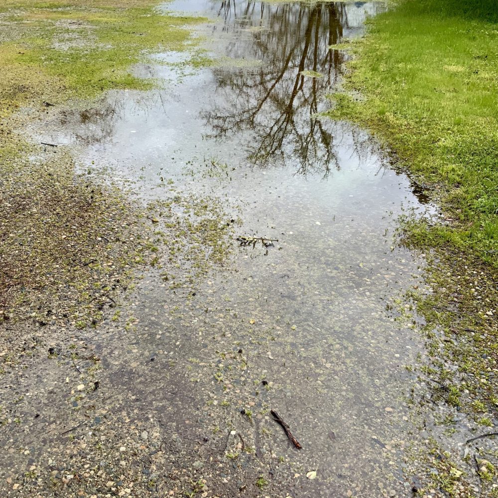 California Raining (and Snowing) - Thus Have I Seen (and Heard)