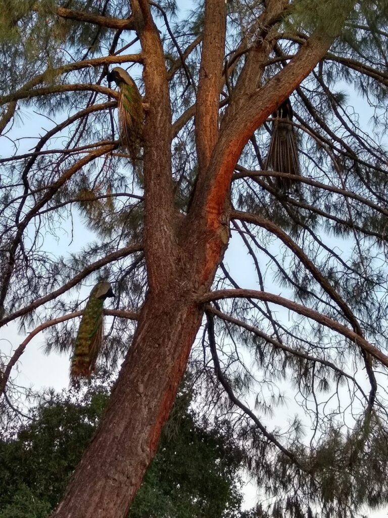 Male peacocks in tree roosting next to Reba and Uma's patio.