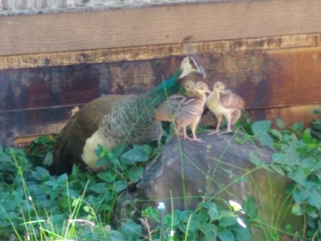 Mama peahen instructing her babies.