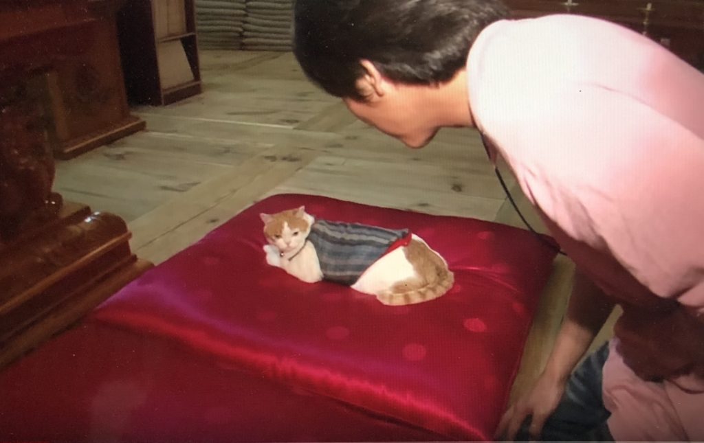 Visitor to Korean temple pays her respect to temple cat.