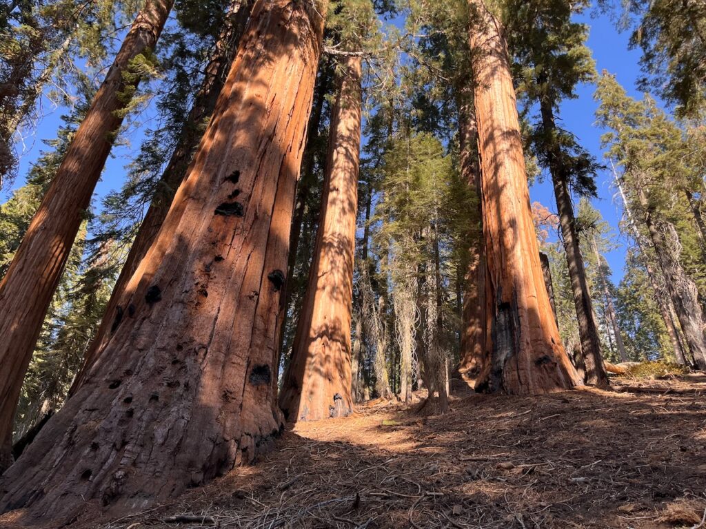 Photo of Giant Sequoias, King's Canyon National Park.  