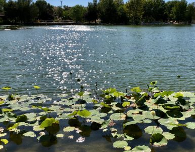 Photo of Lotus blooming on Heavenly Lake at Buddha Town in Hesperia, CA.