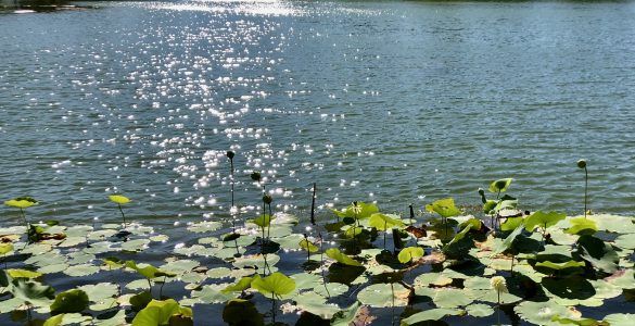 Photo of Lotus blooming on Heavenly Lake at Buddha Town in Hesperia, CA.