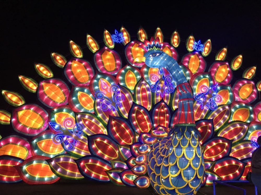 Peacock Lantern Display.