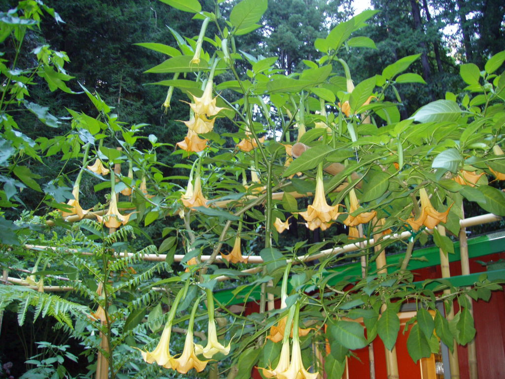 Yellow Angel Trumpet Tree 