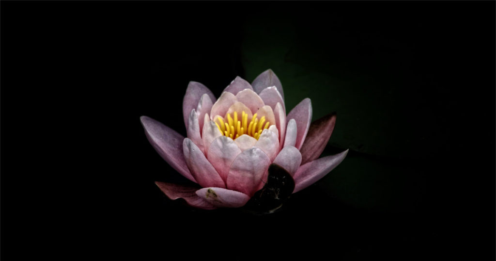 Water Lily